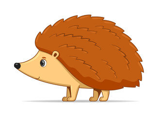 Hedgehog standing on a white background