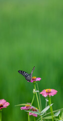 Beautiful flowers and beautiful butterflies In the rainy season with green nature