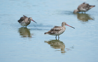 The black-tailed godwit with pink bill pick prey in swamp