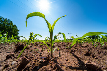 Agricultural field with corn seedlings