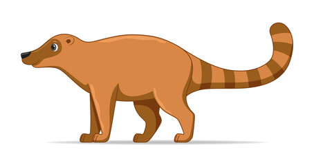 Nasua standing on a white background