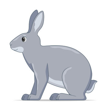 Hare sitting on a white background