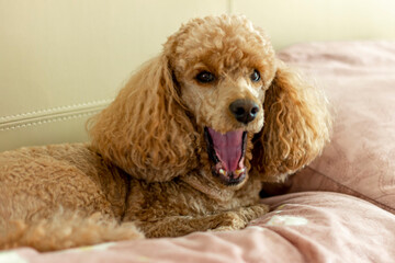 A domestic grooming apricot poodle lies on the bed on a pillow and yawns with its mouth wide open.