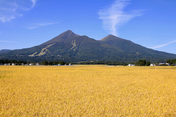 Fototapeta premium 稲穂と磐梯山（福島県・猪苗代町）