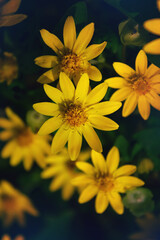 Soft focus small yellow flower background lovely beautiful
