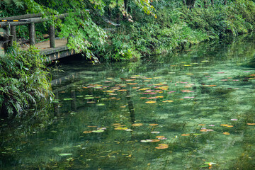 名もなき池（モネの池）