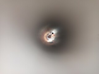 close up of a spider