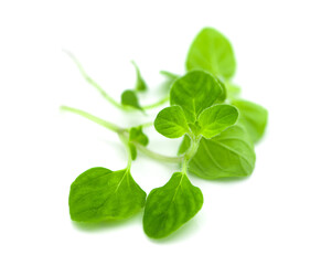 watercress an isolated on white background