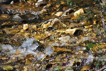 Fototapeta premium Creek
