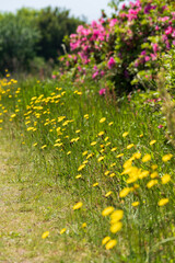 春の土手に咲く花々