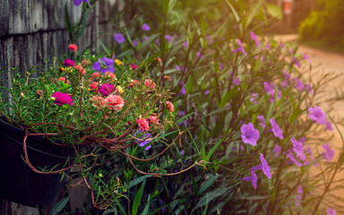 Portulaca grandiflora emphasizes softness in cute black pots hanging adorn the front garden with a purple floral background. And the beautiful and warm yellow sun