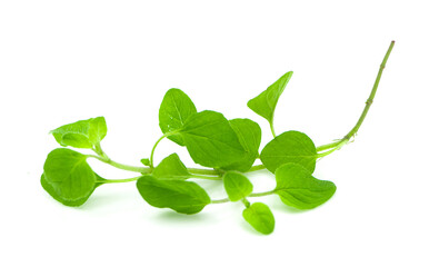 watercress an isolated on white background