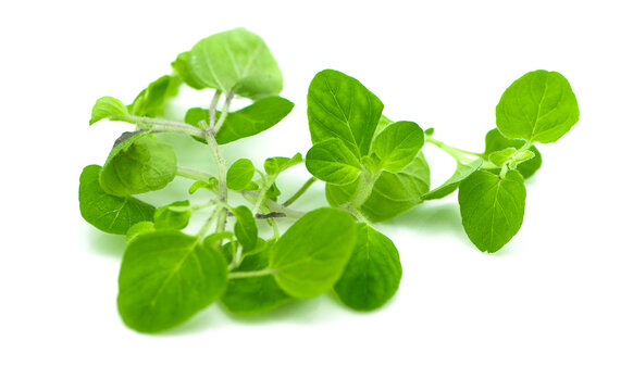 watercress isolated on white background