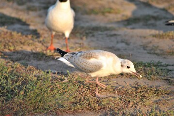 
seagull walking