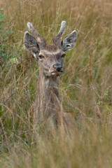 Young male Red Deer (Cervus elaphus) in long grass