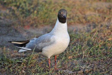 
seagull walking