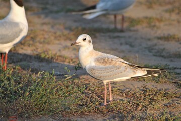 
seagull walking
