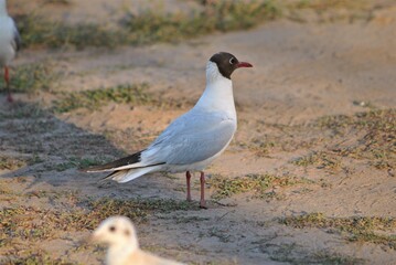 
seagull walking