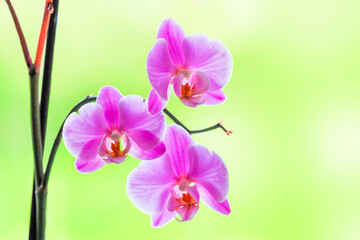 Pink flowers of orchid on green background, Orchidaceae