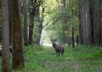 Red deer walking in forest