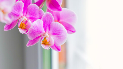 Pink flowers of orchid on home window background, Orchidaceae. Pink orchid, panoramic view