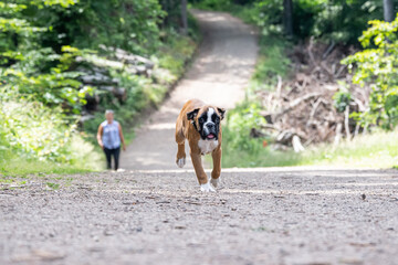 8 weeks young purebred golden german boxer dog puppy running and junping