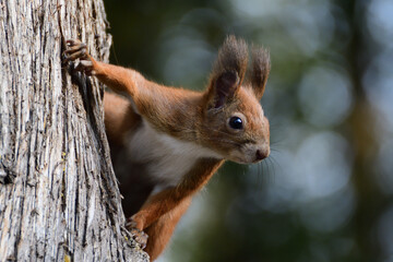 A red squirrel peeks out its head from behind a tree in autumn