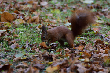 Eurasian red Squirrel climbs the leaves on the ground in the forest and looks for food