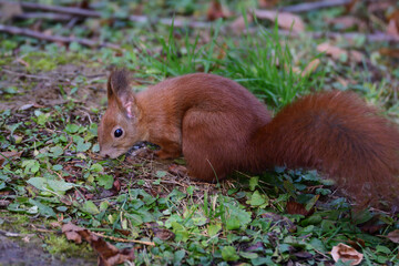 Eurasian red Squirrel climbs the leaves on the ground in the forest and looks for food