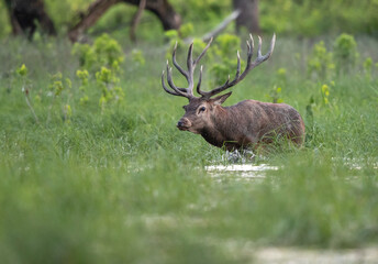 Red deer walking in shallow water in forest