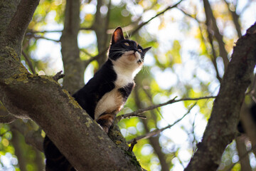Cat on the tree. Animal on a branch of a plant. 