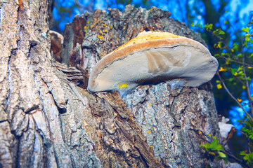 Shelf Fungus growing on a tree bark