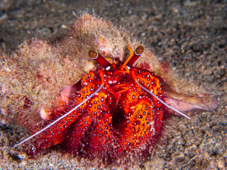 White-spotted Hermit Crab (Dardanus megistos) Paguroidea near Anilao, Batangas, Philippines.  Underwater photography and sealife.