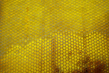 Drop of bee honey drip from hexagonal honeycombs