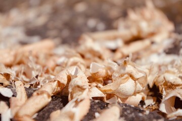 crab shells on the beach