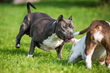 American Bully puppies and American Staffordshire Terrier dog