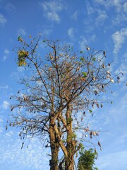 tree and sky
