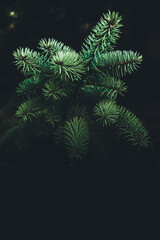 Fototapeta na wymiar Background with green abstract leaves texture. Flat lay. Nature concept. Green coniferous texture. Spruce needles, beautiful forest spruce, coniferous tree