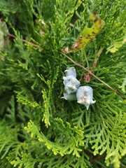 Thuja Strauch in Nahaufnahme