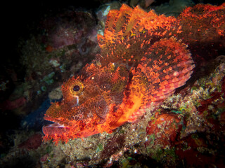 Bearded scorpionfish (Scorpaenopsis barbata) near Anilao, Batangas, Philippines.  Underwater photography and marine life/