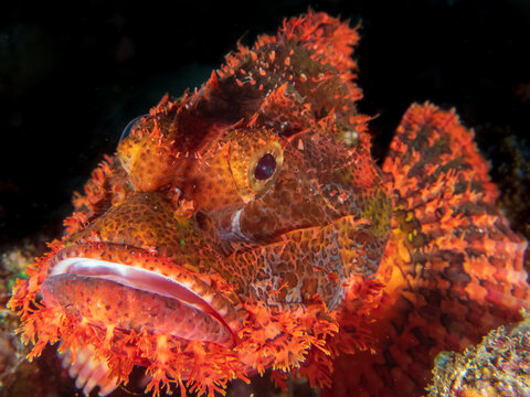 Close up of a bearded scorpionfish (Scorpaenopsis barbata) near Anilao, Batangas, Philippines.  Underwater photography and marine life/