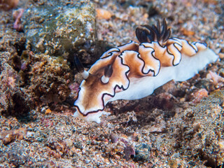 Dark Margin Glossodoris nudibranch or seaslug (Doriprismatica atromarginata) near Anilao, Batangas, Philippines.  Underwater photography and sealife.