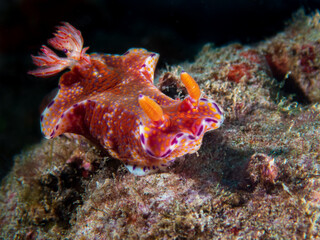 Colorful Ceratosoma Trilobatum nudibranch (sea slug) near Anilao, Batangas, Philippines.  Underwater photography and marine life.