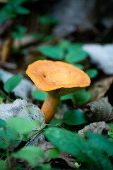 Milkweed is a mushroom of the genus Millechnik of the russula family. Conditionally edible.