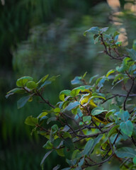 Obraz premium Indian Golden Oriole playing hide and seek
