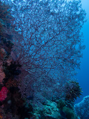 Fototapeta na wymiar Wide-Mesh Sea Fan (Gorgonia mariae) near Anilao, Batangas, Philippines. Underwater photography and marine life.