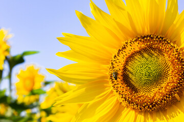 Naklejka premium Sunflower natural background. Sunflower blossoms. Close-up of flowers in summer.