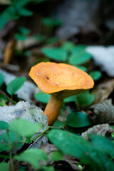 Milkweed is a mushroom of the genus Millechnik of the russula family. Conditionally edible.