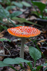 Fly agaric (Amaníta) is a genus of mycorrhizal lamellar fungi of the Amanitaceae family.