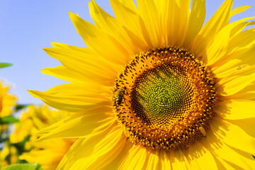 Sunflower natural background. Sunflower blossoms. Close-up of flowers in summer.